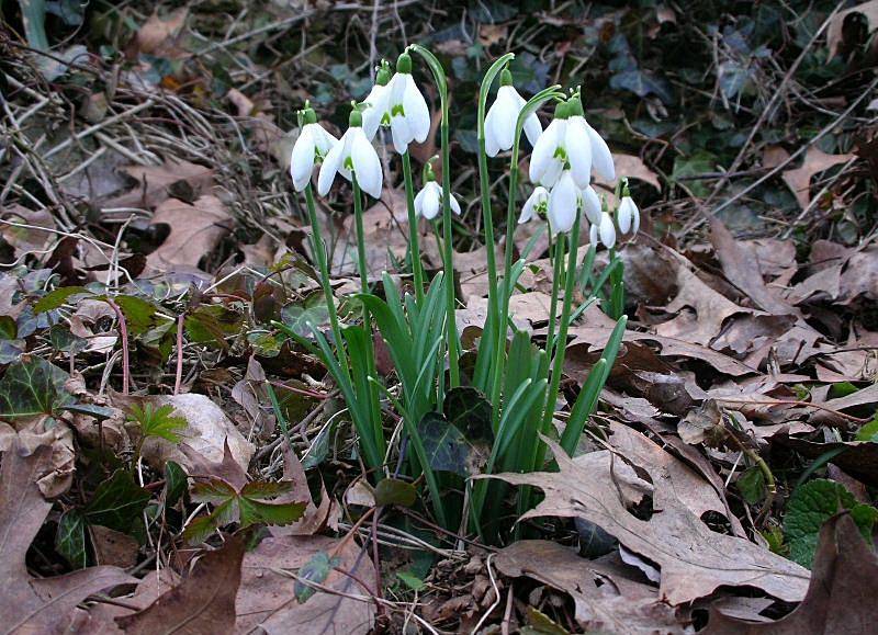 Galanthus nivalis / Bucaneve